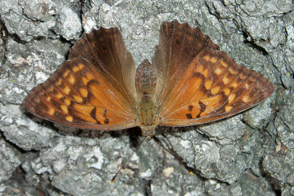 A. clyton female