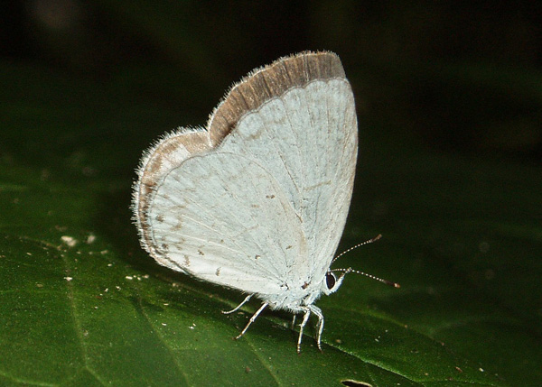 C. neglecta female