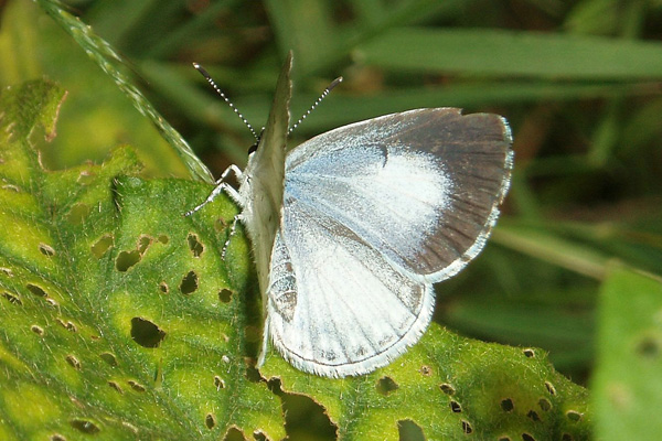 C. neglecta female
