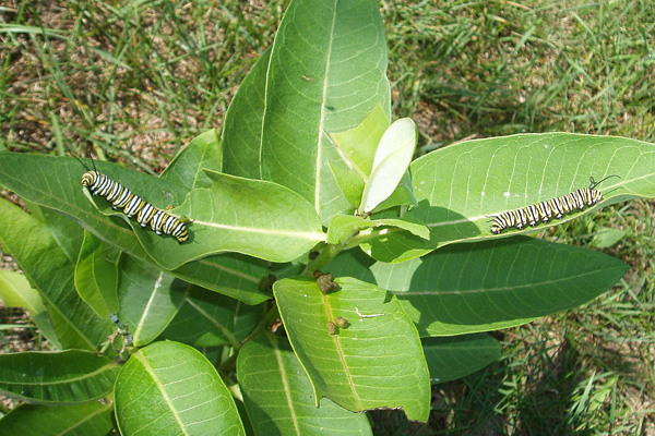 D. plexippus larvae