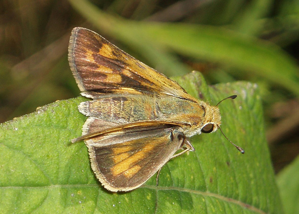 H. phyleus female