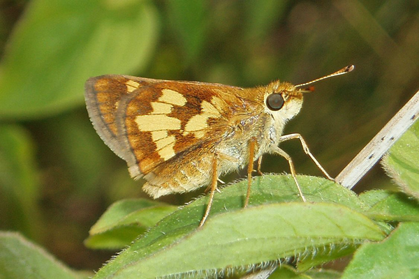 P. peckius female
