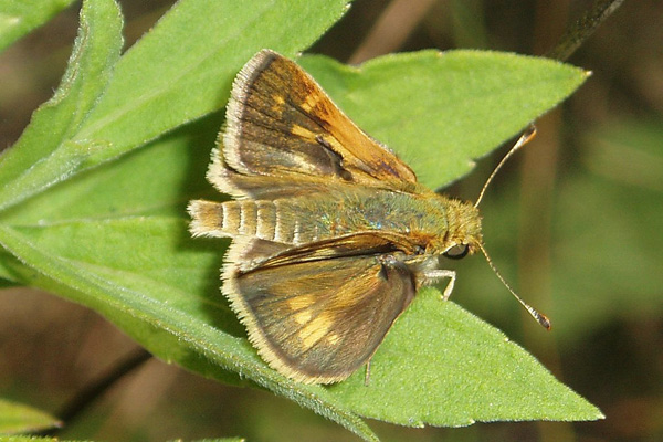 P. peckius male