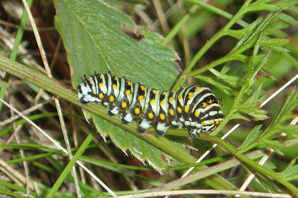 P. polyxenes larva