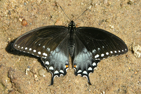 P. troilus male