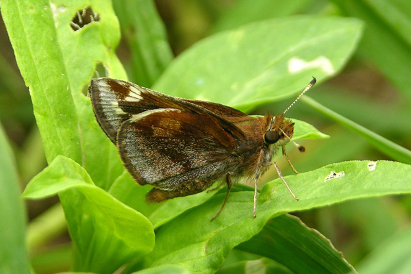 P. zabulon female